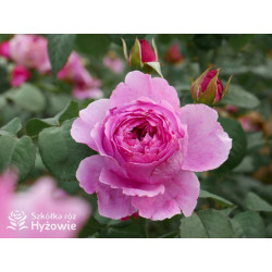 Adore Aroma™ - Róże silnie pachnące - 