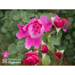 Adore Aroma™ - Róże silnie pachnące - 