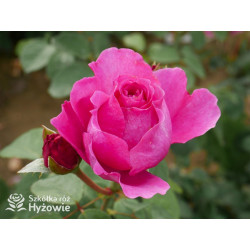 Adore Aroma™ - Róże silnie pachnące - 