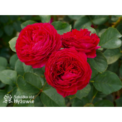 André Rieu™ - Róże silnie pachnące - 