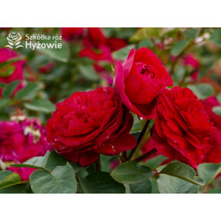 André Rieu™ - Róże silnie pachnące - 