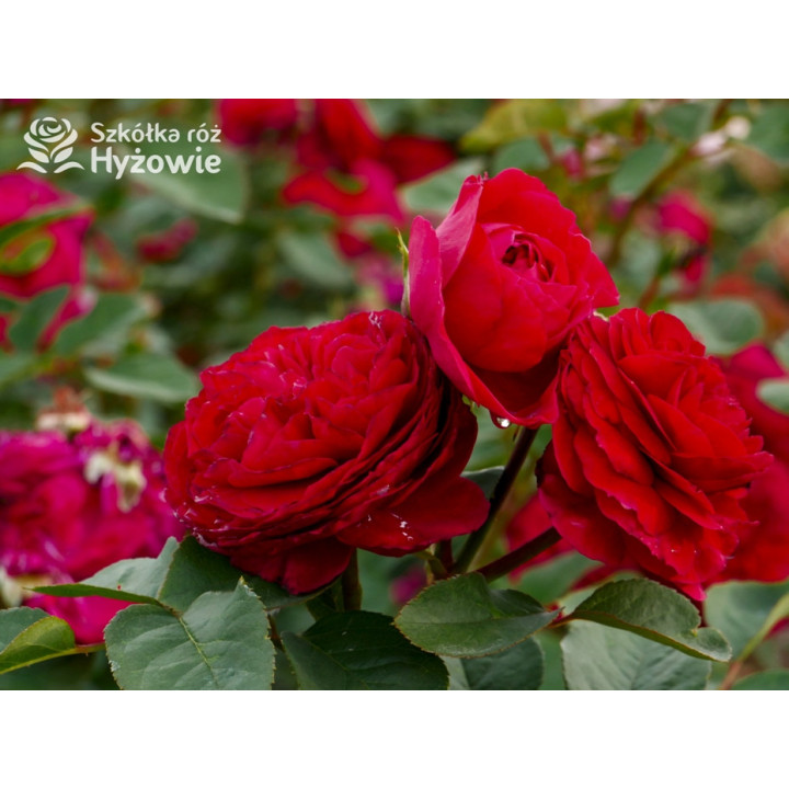 André Rieu™ - Róże silnie pachnące - 