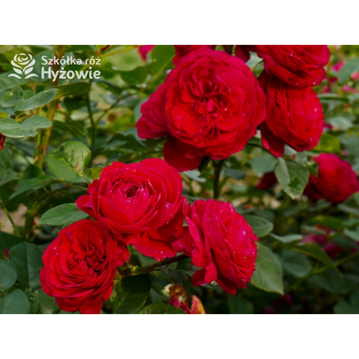 André Rieu™ - Róże silnie pachnące - 