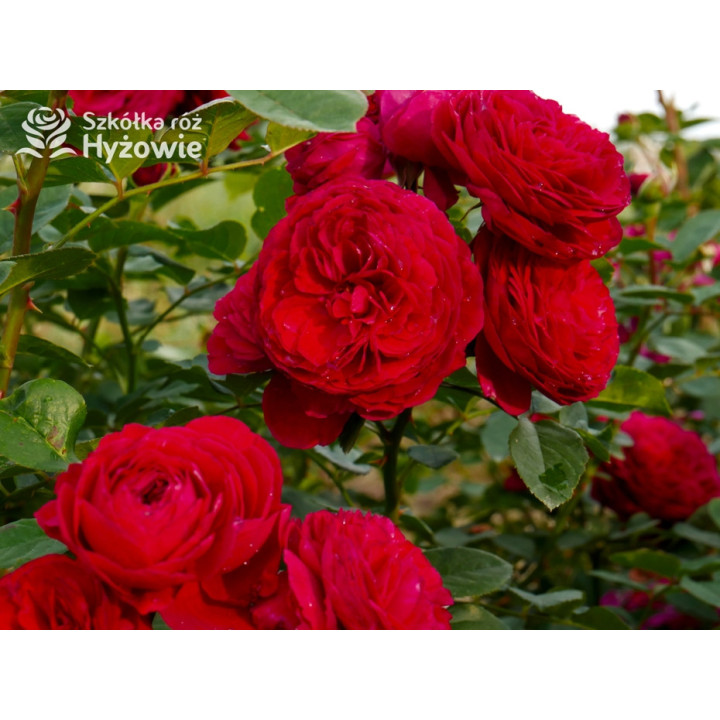 André Rieu™ - Róże silnie pachnące - 