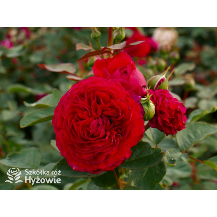 André Rieu™ - Róże silnie pachnące - 