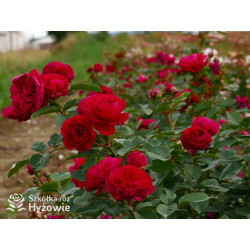 André Rieu™ - Róże silnie pachnące - 