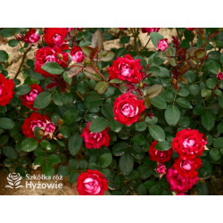 Belle de Grasse® - Róże Rabatowe - 