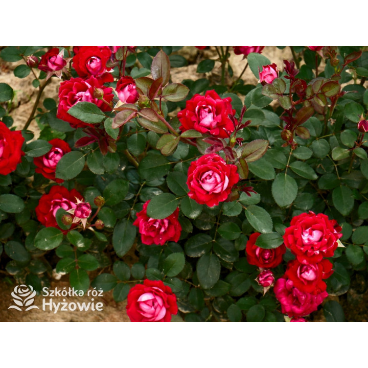 Belle de Grasse® - Róże Rabatowe - 