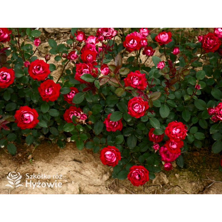 Belle de Grasse® - Róże Rabatowe - 