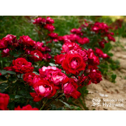 Belle de Grasse® - Róże Rabatowe - 