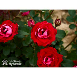 Belle de Grasse® - Róże Rabatowe - 