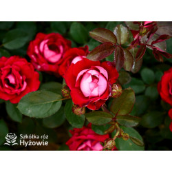 Belle de Grasse® - Róże Rabatowe - 