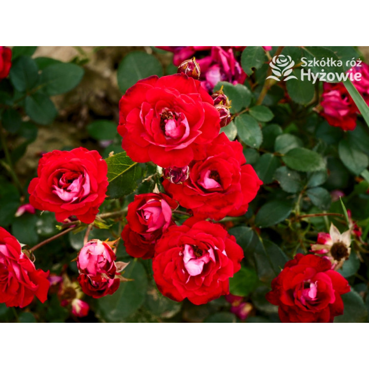 Belle de Grasse® - Róże Rabatowe - 