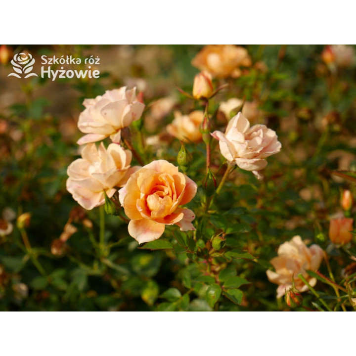 Bienenweide Bernstein® - Róże Okrywowe - 