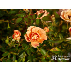 Bienenweide Bernstein® - Róże Okrywowe - 