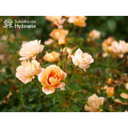 Bienenweide Bernstein® - Róże Okrywowe - 