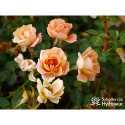 Bienenweide Bernstein® - Róże Okrywowe - 