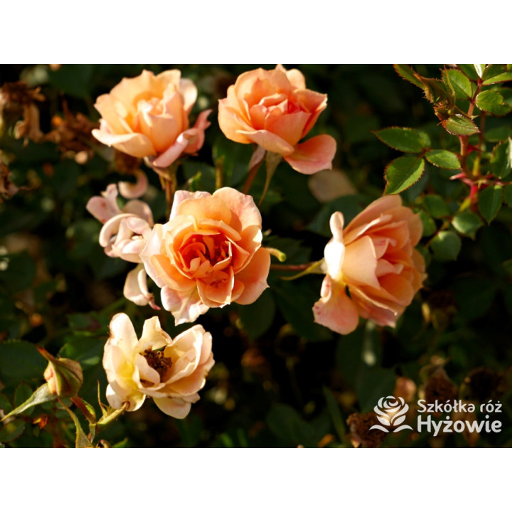 Bienenweide Bernstein® - Róże Okrywowe - 