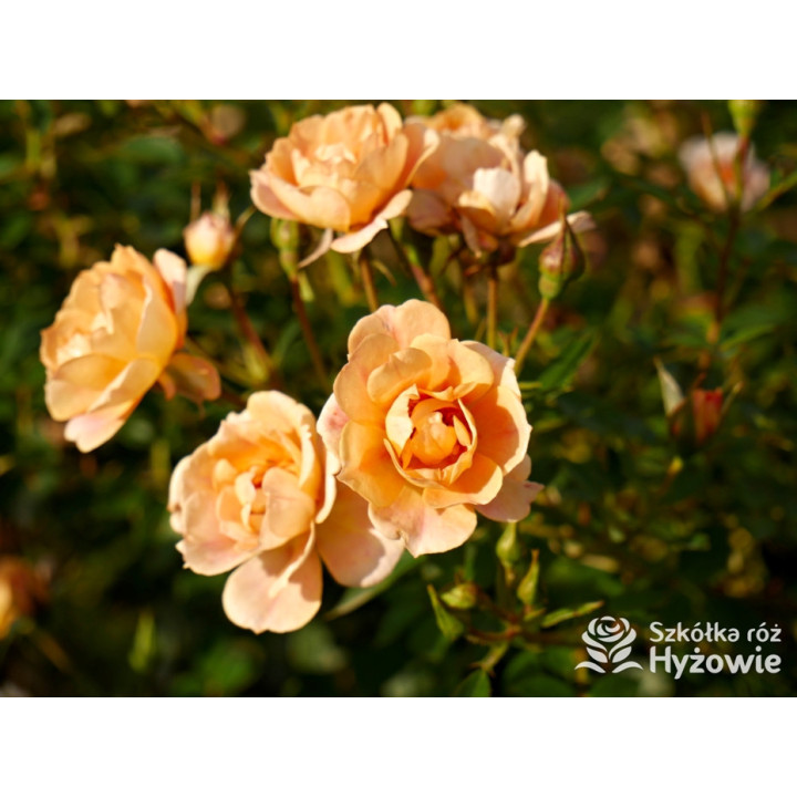 Bienenweide Bernstein® - Róże Okrywowe - 