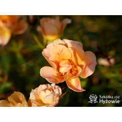 Bienenweide Bernstein® - Róże Okrywowe - 