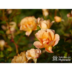 Bienenweide Bernstein® - Róże Okrywowe - 