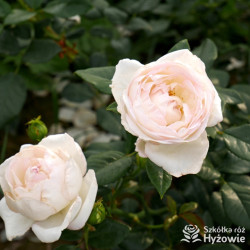 Camille Claudel® - Róże Wielkokwiatowe -