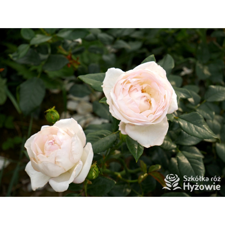 Camille Claudel® - Róże Wielkokwiatowe - 