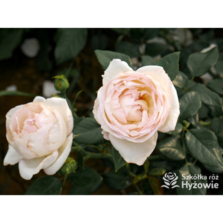 Camille Claudel® - Róże Wielkokwiatowe - 