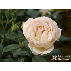 Camille Claudel® - Róże Wielkokwiatowe - 