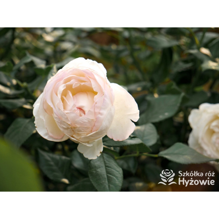 Camille Claudel® - Róże Wielkokwiatowe - 