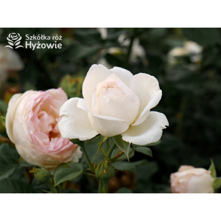 Camille Claudel® - Róże Wielkokwiatowe - 