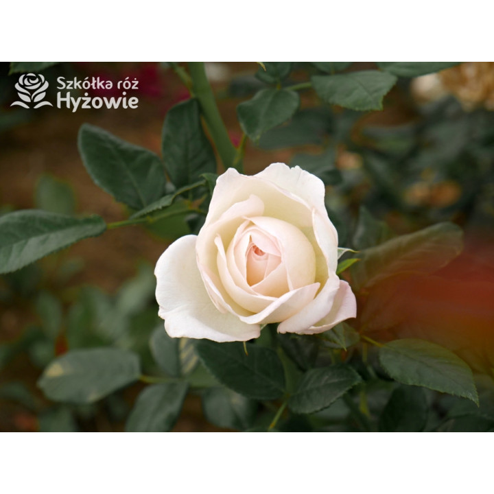 Camille Claudel® - Róże Wielkokwiatowe - 