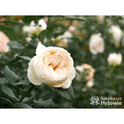 Camille Claudel® - Róże Wielkokwiatowe - 