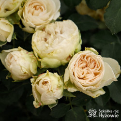 Comtesse of Rosenborg™ - Róże Okrywowe -