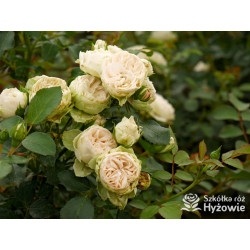 Comtesse of Rosenborg™ - Róże Okrywowe - 