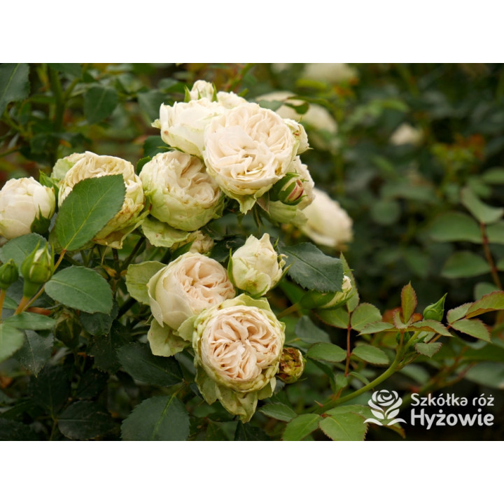 Comtesse of Rosenborg™ - Róże Okrywowe - 