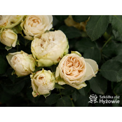 Comtesse of Rosenborg™ - Róże Okrywowe - 