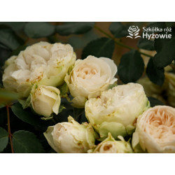 Comtesse of Rosenborg™ - Róże Okrywowe - 