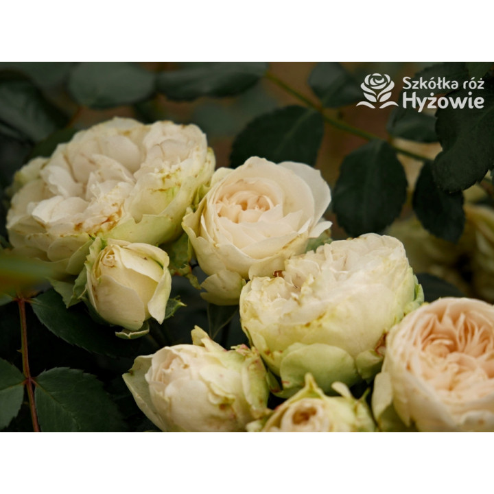 Comtesse of Rosenborg™ - Róże Okrywowe - 