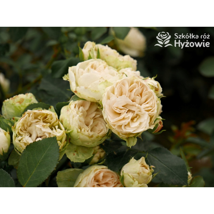 Comtesse of Rosenborg™ - Róże Okrywowe - 