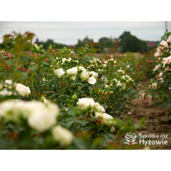 Comtesse of Rosenborg™ - Róże Okrywowe - 