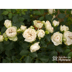 Comtesse of Rosenborg™ - Róże Okrywowe - 