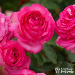 Pink Eden Rose® / Cyclamen Pierre de Ronsard® - Róże Pnące -
