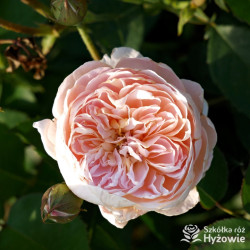 Dannahue™ (Ausa6b15) - David Austin® Róże Angielskie -