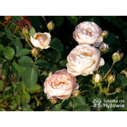 Dannahue™ (Ausa6b15) - David Austin® Róże Angielskie - 