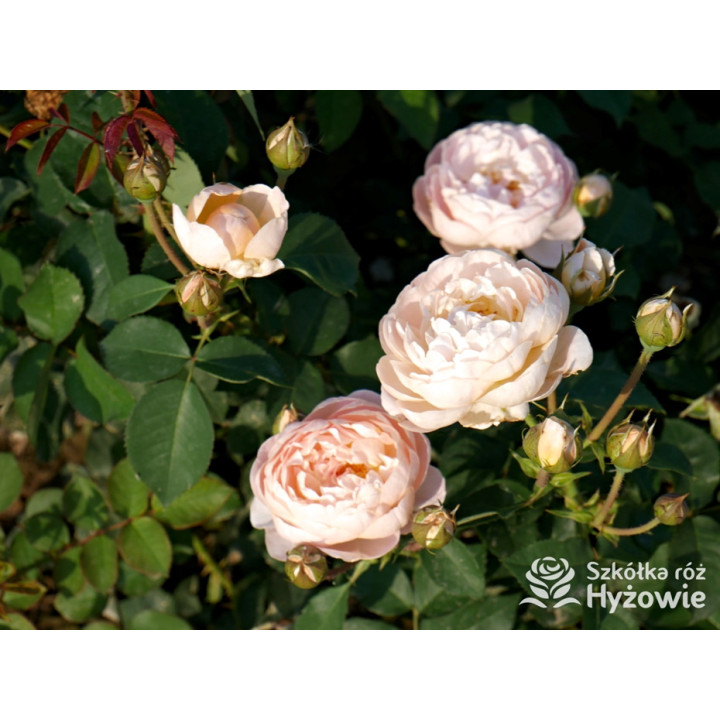 Dannahue™ (Ausa6b15) - David Austin® Róże Angielskie - 