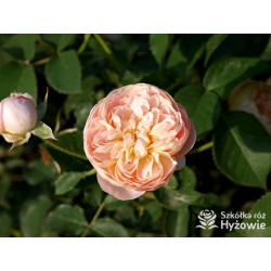 Dannahue™ (Ausa6b15) - David Austin® Róże Angielskie - 