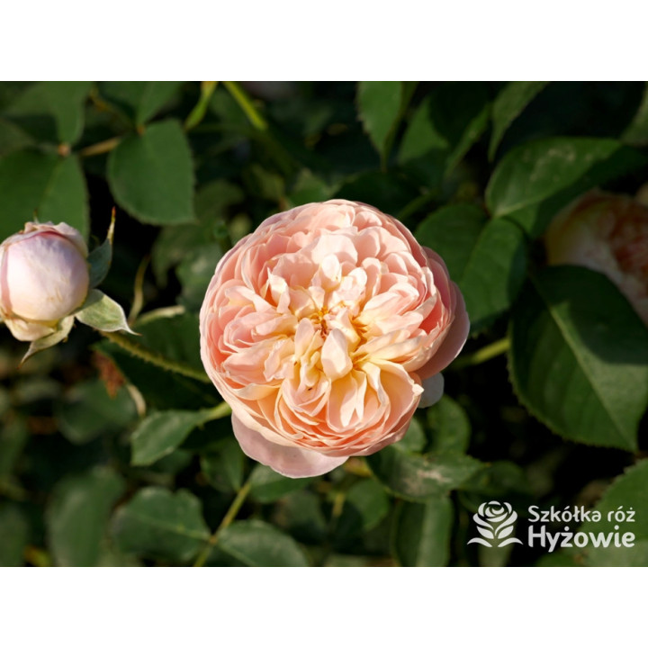 Dannahue™ (Ausa6b15) - David Austin® Róże Angielskie - 