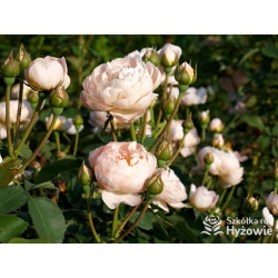 Dannahue™ (Ausa6b15) - David Austin® Róże Angielskie - 