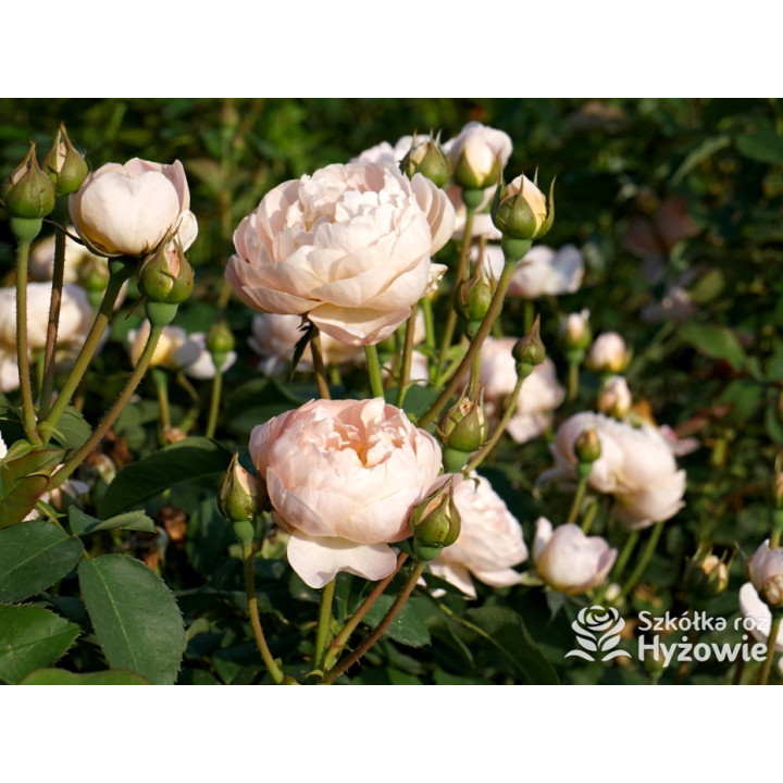 Dannahue™ (Ausa6b15) - David Austin® Róże Angielskie - 